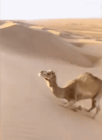 serie 01 Dromadaires Animaux Humour - Fun 