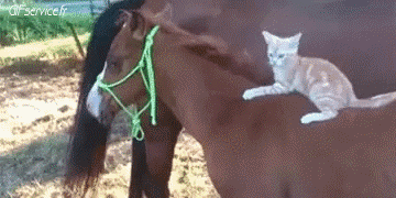 04 Gatos Animales Humor - Fun 