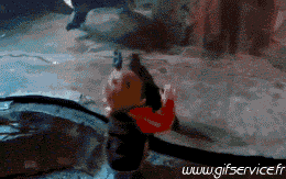 01 Monkeys Animals Humor -  Fun 