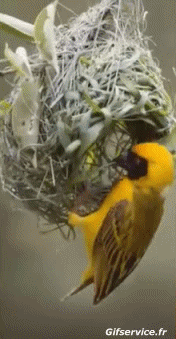 Various 02 Birds Animals Humor -  Fun 