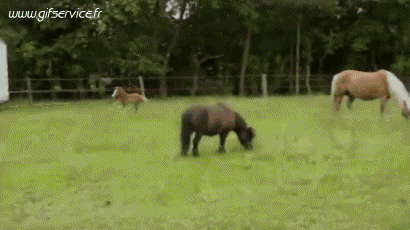 01 Horses Animals Humor -  Fun 