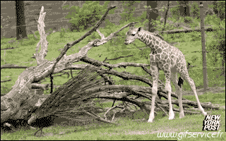 01 Giraffe Animali Umorismo -  Fun 