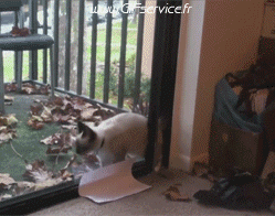 03 Gatos Animales Humor - Fun 