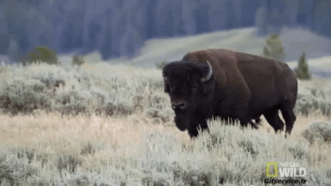 01 Bisons Tiere Humor -  Fun 