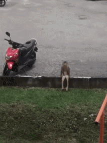 Serie 02 Monkeys Animals Humor -  Fun 