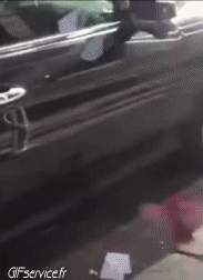 Verschieden 02 Geflügel Tiere Humor -  Fun 