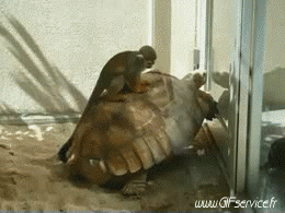 01 Turtles Animals Humor -  Fun 