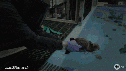 01 Otters Animals Humor -  Fun 