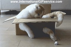 Serie 01 Chats Animaux Humour - Fun 