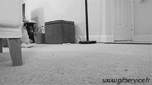 Serie 03 Chiens Animaux Humour - Fun 