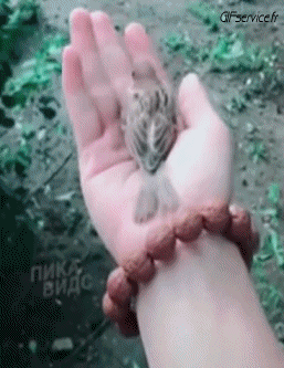 Passeri Uccelli Animali Umorismo -  Fun 