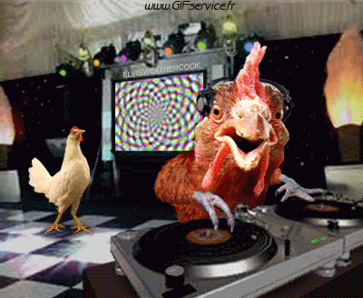 Galli - Galline Uccelli Animali Umorismo -  Fun 