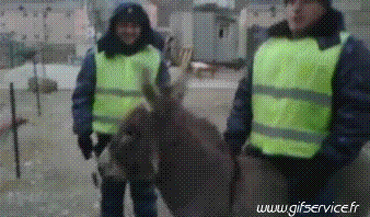 01 Burros Animales Humor - Fun 