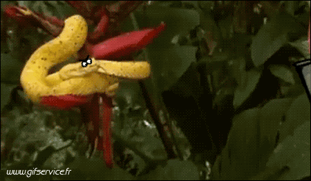 01 Snakes Animals Humor -  Fun 