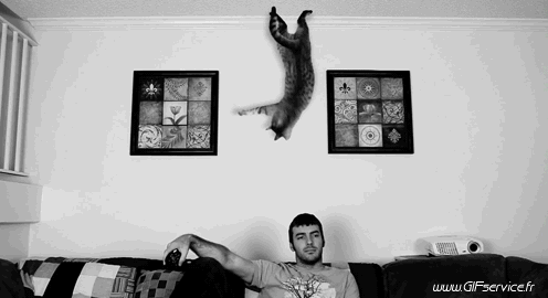 03 Gatti Animali Umorismo -  Fun 