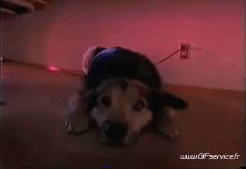 02 Cani Animali Umorismo -  Fun 