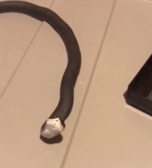 Serie 01 Serpents Animaux Humour - Fun 