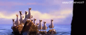 Mouettes Oiseaux Animaux Humour - Fun 