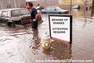 01 Sharks Animals Humor -  Fun 