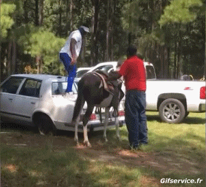 01 Pferde Tiere Humor -  Fun 