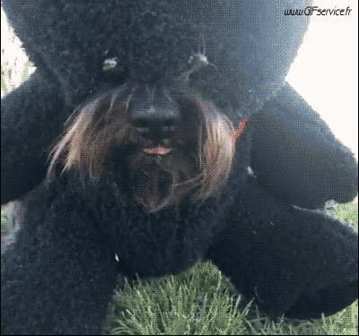 02 Perros Animales Humor - Fun 