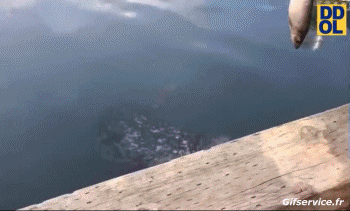 Möwen Geflügel Tiere Humor -  Fun 