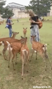 01 Deer - Fawn Animals Humor -  Fun 