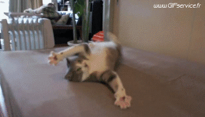 02 Katze Tiere Humor -  Fun 