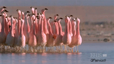 Flamingo Birds Animals Humor -  Fun 