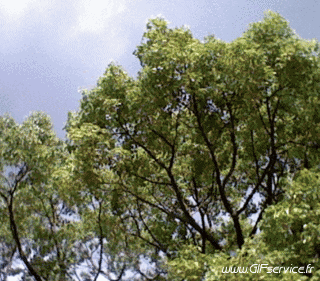 Stéreoscopique Wiggle Effetti 3d Umorismo -  Fun 