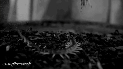 01 Insects Animals Humor -  Fun 