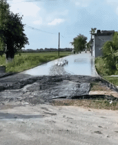 Vari 02 Uccelli Animali Umorismo -  Fun 