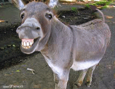 Serie 01 Anes Animaux Humour - Fun 