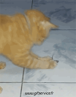 03 Katze Tiere Humor -  Fun 