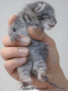 03 Katze Tiere Humor -  Fun 