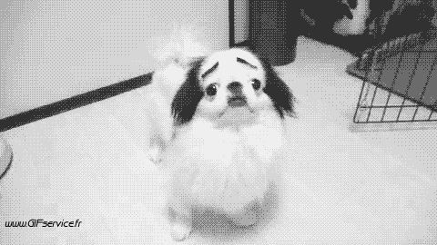 02 Dogs Animals Humor -  Fun 