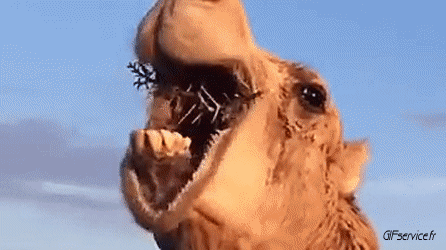 01 Camels Animals Humor -  Fun 