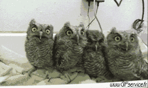 Rapace & Nocturne Oiseaux Animaux Humour - Fun 