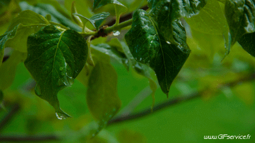 Stéreoscopique Wiggle Efectos 3d Humor - Fun 