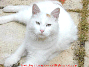 01 Katze Tiere Humor -  Fun 