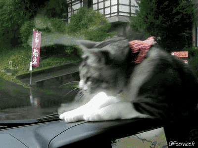 05 Gatos Animales Humor - Fun 