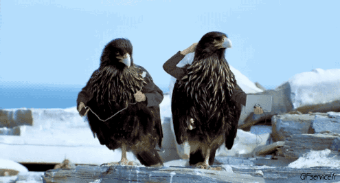 Divers 02 Oiseaux Animaux Humour - Fun 