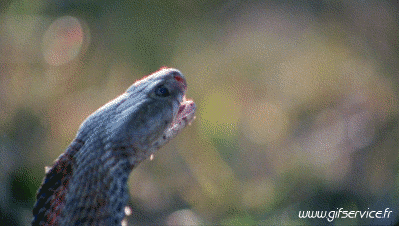 Serie 01 Serpents Animaux Humour - Fun 