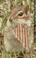 01 Squirrels Animals Humor -  Fun 