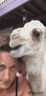 serie 01 Dromadaires Animaux Humour - Fun 