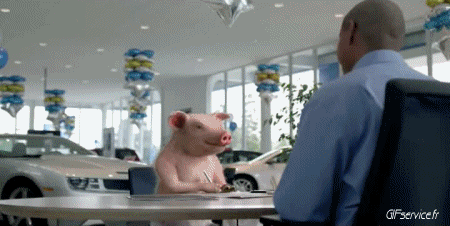 01 Maiali - Cinghiali Animali Umorismo -  Fun 