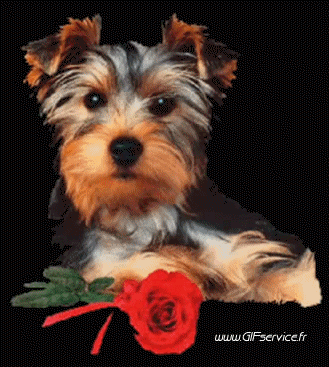 01 Perros Animales Humor - Fun 