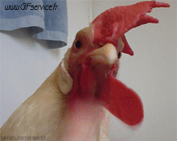 Galli - Galline Uccelli Animali Umorismo -  Fun 