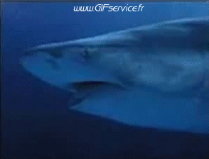 01 Requins Animaux Humour - Fun 