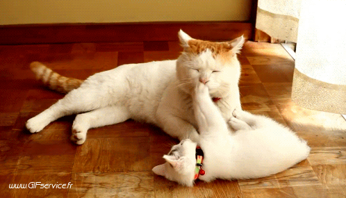 02 Katze Tiere Humor -  Fun 